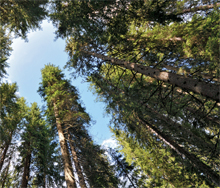 Vista vertical de bosque de pinos
