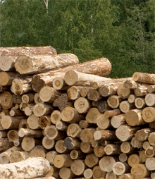 Detail of piled timber