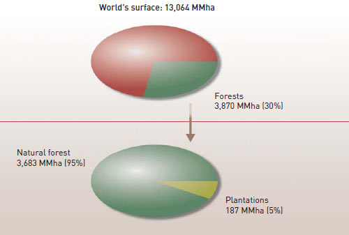 Forest surface