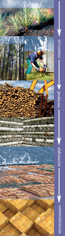 Cadena de actividades en la producción de madera