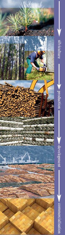 Economic cycle of forest plantations