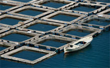 Aereal view of a fish farm