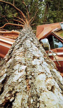 Camión aplastado por un árbol